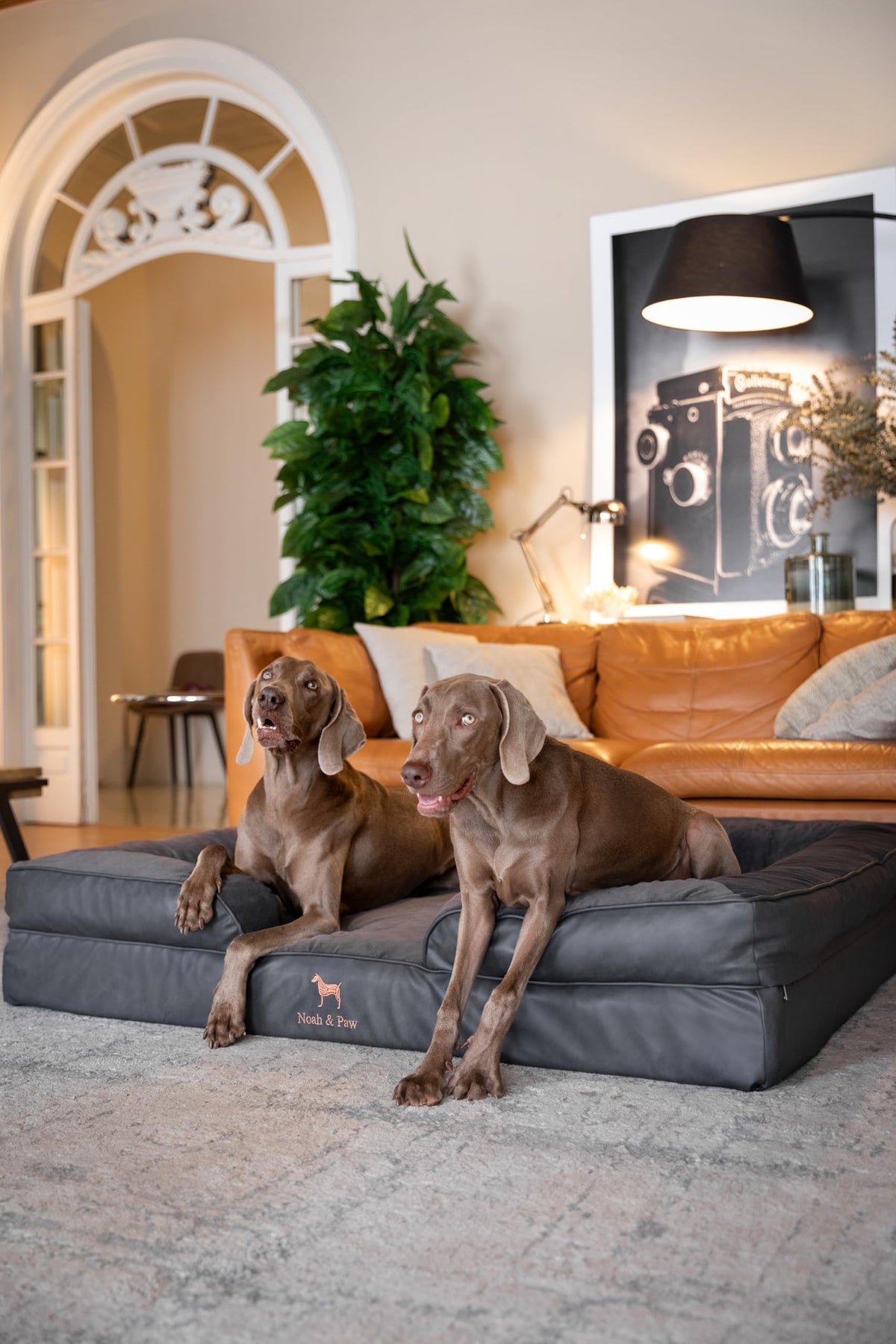 NOAH & PAW XXL Orthopedic Dog Bed | Cooling Gel Foam 55x45"