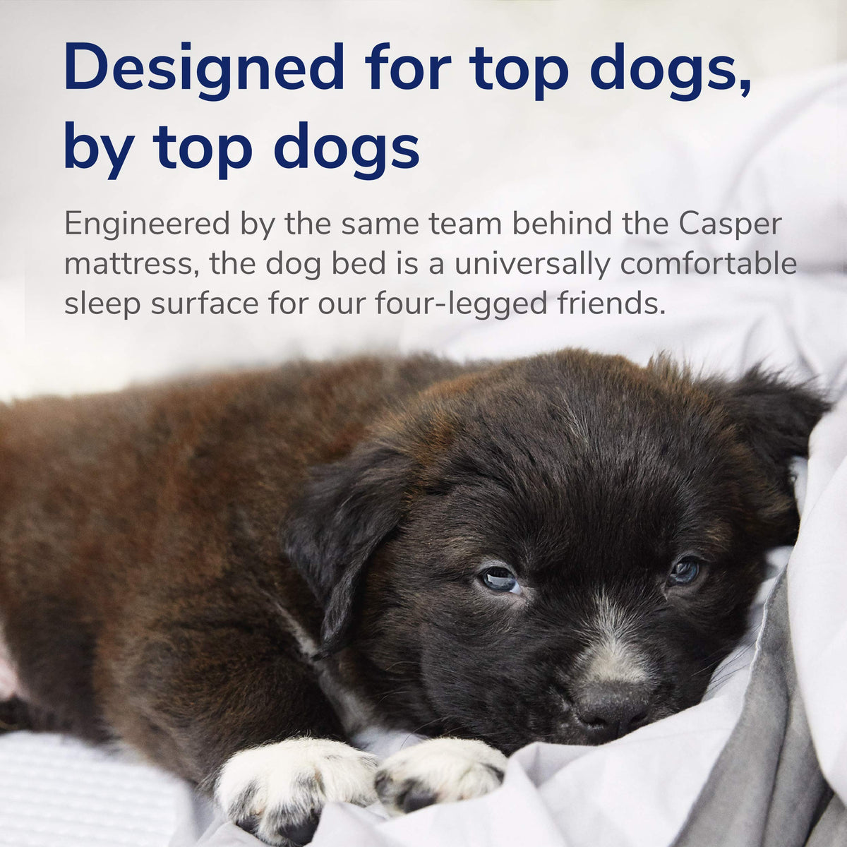 Casper Dog Bed | Plush Memory Foam | Large | Gray